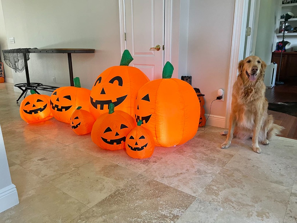 Tangkula pumpkin patch inflated indoors next to golden retriever dog for scale